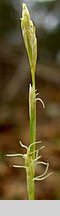 Carex alba (turzyca biaÅ‚a)