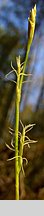 Carex alba (turzyca biała)