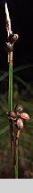 Carex alba (turzyca biała)