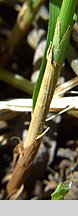 Carex brizoides (turzyca drżączkowata)