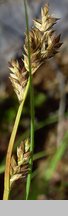 Carex canescens (turzyca siwa)