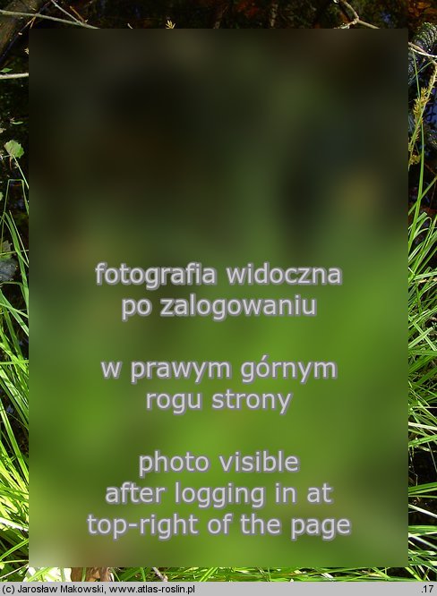 Carex elongata (turzyca dÅ‚ugokÅ‚osa)