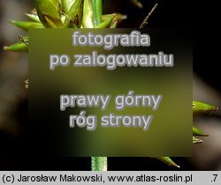 Carex elongata (turzyca długokłosa)