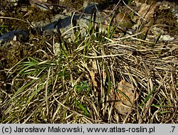 Carex montana (turzyca pagórkowa)