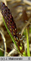 Carex montana (turzyca pagÃ³rkowa)