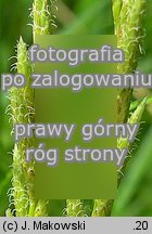 Carex muskingumensis (turzyca palmowa)