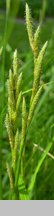 Carex muskingumensis (turzyca palmowa)