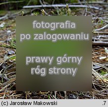 Carex ornithopoda (turzyca ptasie Å‚apki)