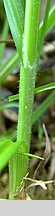 Carex pallescens (turzyca blada)