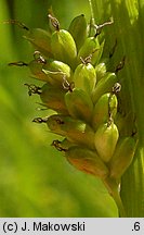 Carex pallescens (turzyca blada)