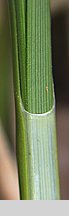 Carex paniculata (turzyca prosowa)