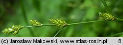 Carex remota (turzyca rzadkokÅ‚osa)