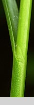 Carex remota (turzyca rzadkokłosa)