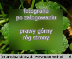 Chrysosplenium alternifolium (śledziennica skrętolistna)