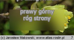 Corylopsis pauciflora (leszczynowiec skÄ…pokwiatowy)