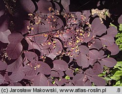 Cotinus coggygria ‘Royal Purple’ (perukowiec podolski 