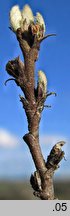Cotoneaster integerrimus (irga pospolita)