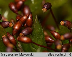 Brachythecium albicans (krótkosz wyblakły)