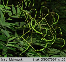 Styphnolobium japonicum (perełkowiec japoński)