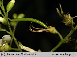 Styphnolobium japonicum (perełkowiec japoński)