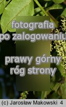 Pterocarya fraxinifolia (skrzydłorzech kaukaski)