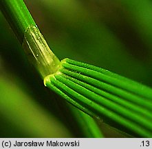 Deschampsia cespitosa (śmiałek darniowy)