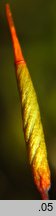 Encalypta streptocarpa (opończyk krętozarodniowy)
