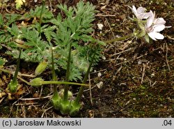 Erodium cicutarium (iglica pospolita)