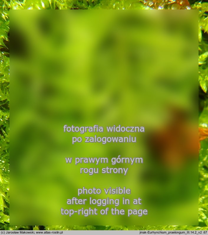 Kindbergia praelonga (kindbergia dÅ‚ugogaÅ‚Ä™zista)