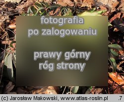 Helleborus foetidus (ciemiernik cuchnący)