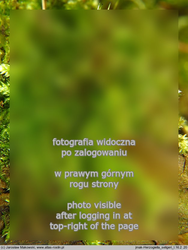 Herzogiella seligeri (łukowiec śląski)
