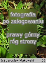 Lathyrus pratensis (groszek łąkowy)
