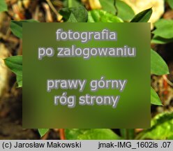 Lathyrus pratensis (groszek łąkowy)
