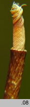 Tortula subulata (brodek szydłowaty)