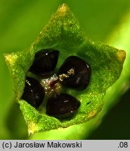 Myosotis palustris (niezapominajka błotna)