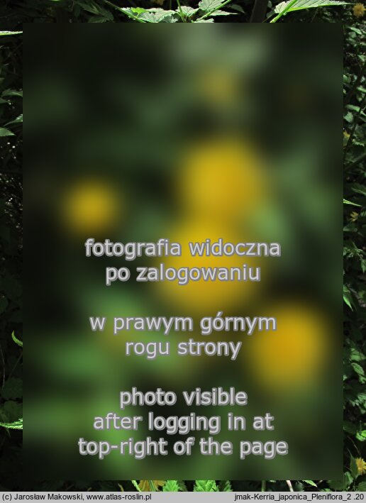 Kerria japonica (złotlin japoński)