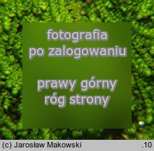Lejeunea cavifolia (śniedrza cząbrowa)