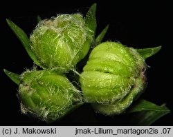 Lilium martagon (lilia złotogłów)