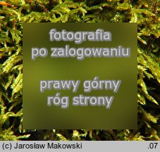Loeskeobryum brevirostre (gajniczek krótkodzióbkowy)