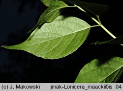 Lonicera maackii (wiciokrzew Maacka)