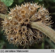 Marrubium vulgare (szanta zwyczajna)