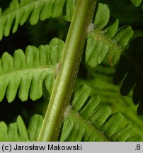 Matteuccia struthiopteris (pióropusznik strusi)