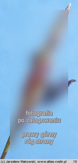 Molinia arundinacea (trzÄ™Å›lica trzcinowata)