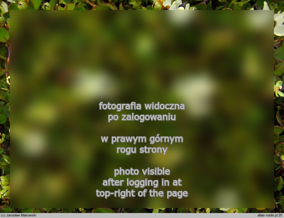 Muehlenbeckia axillaris (muhlenbekia niska)