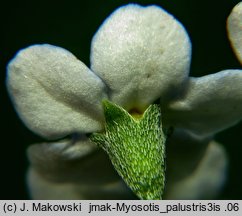 Myosotis palustris (niezapominajka błotna)