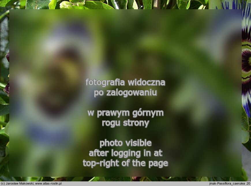 Passiflora caerulea (męczennica błękitna)