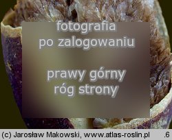 Paulownia tomentosa (paulownia cesarska)