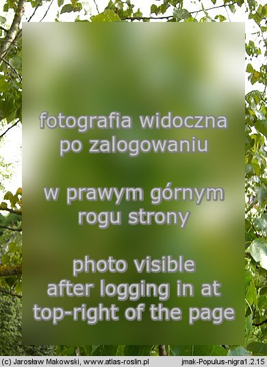 Populus nigra (topola czarna)