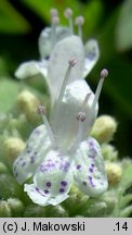 Pycnanthemum verticillatum var. pilosum (tulia omszona)