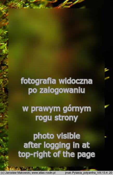 Pylaisia polyantha (korowiec wielozarodnikowy)